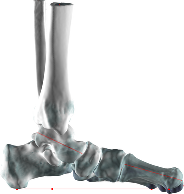 3D anatomical model of a foot and ankle